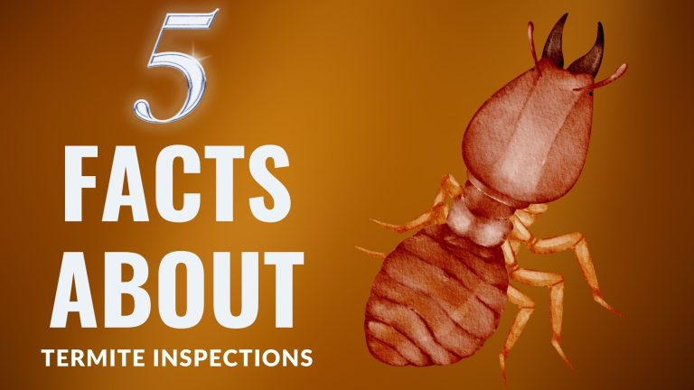 5 Facts About Termite Inspections