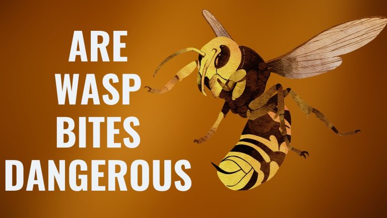Are Wasp Bites Dangerous